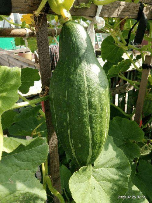 吃瓜吃花还是吃把,品味生活把中的美好时光